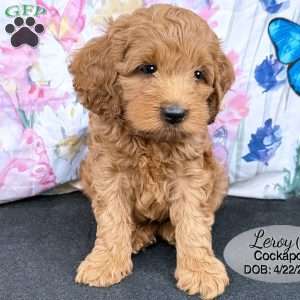 Leroy, Cockapoo Puppy