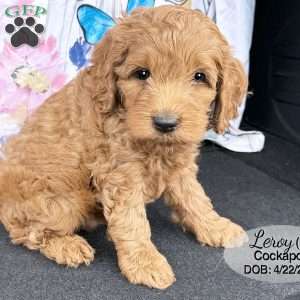 Leroy, Cockapoo Puppy