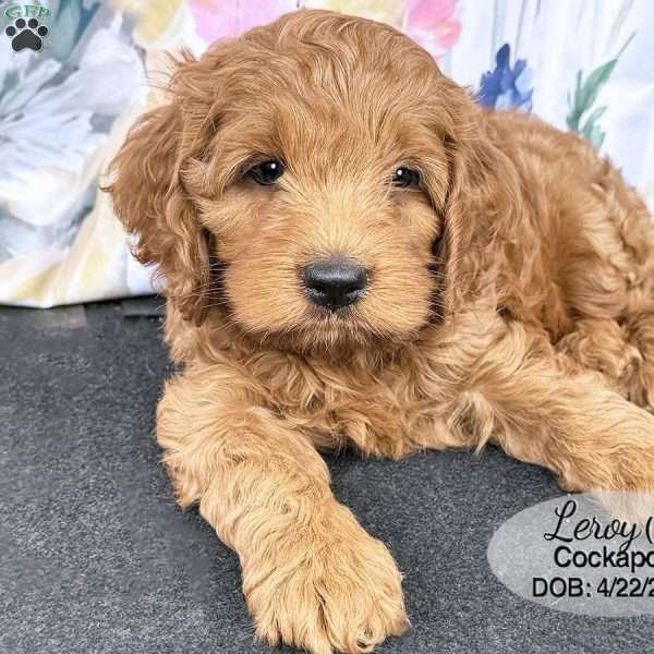 Leroy, Cockapoo Puppy