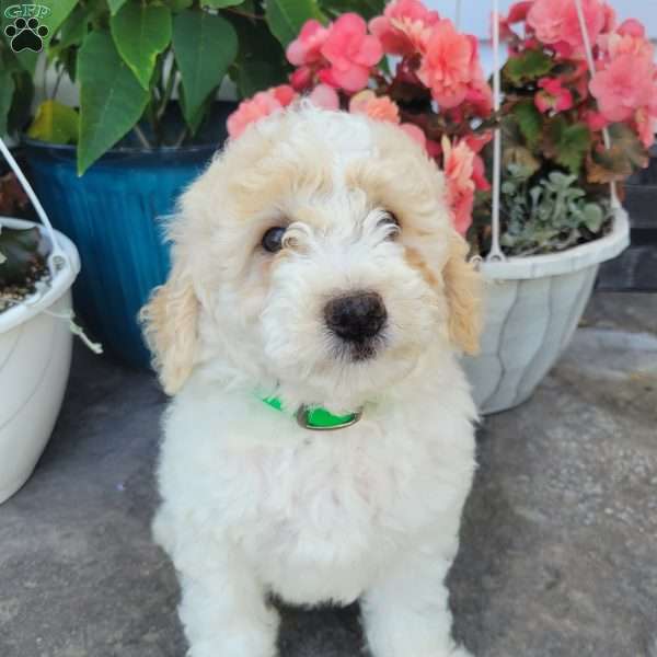Levi, Mini Goldendoodle Puppy