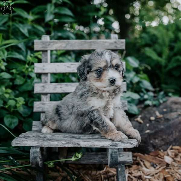 Logan, Mini Bernedoodle Puppy