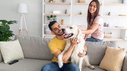 How to Create a Support System For Your Dog