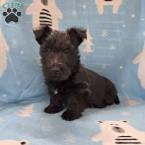 Morris, Scottish Terrier Puppy