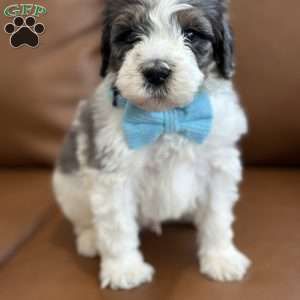 Piglet, Mini Bernedoodle Puppy