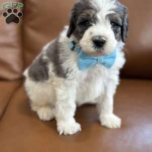 Piglet, Mini Bernedoodle Puppy
