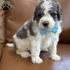 Piglet, Mini Bernedoodle Puppy