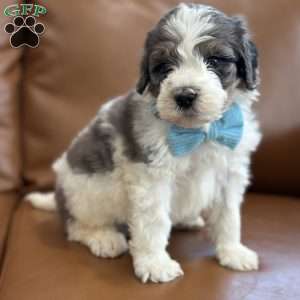 Piglet, Mini Bernedoodle Puppy