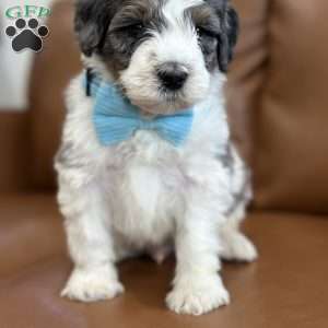 Piglet, Mini Bernedoodle Puppy