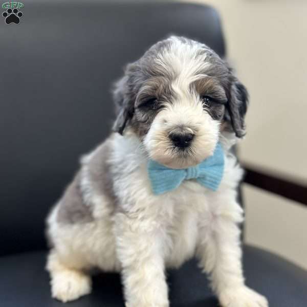 Piglet, Mini Bernedoodle Puppy