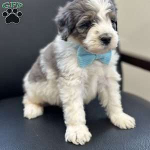 Piglet, Mini Bernedoodle Puppy