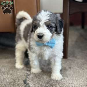 Piglet, Mini Bernedoodle Puppy