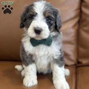 Rabbit, Mini Bernedoodle Puppy