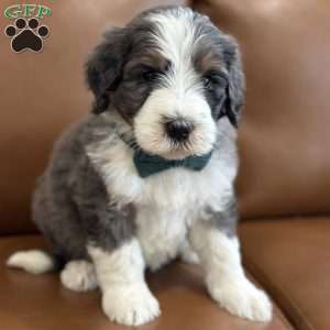 Rabbit, Mini Bernedoodle Puppy