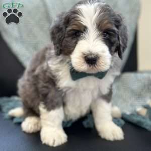 Rabbit, Mini Bernedoodle Puppy