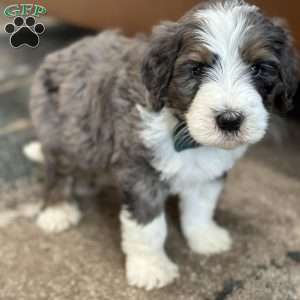 Rabbit, Mini Bernedoodle Puppy