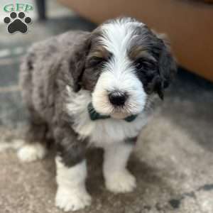 Rabbit, Mini Bernedoodle Puppy