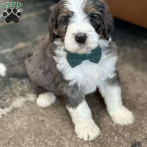 Rabbit, Mini Bernedoodle Puppy