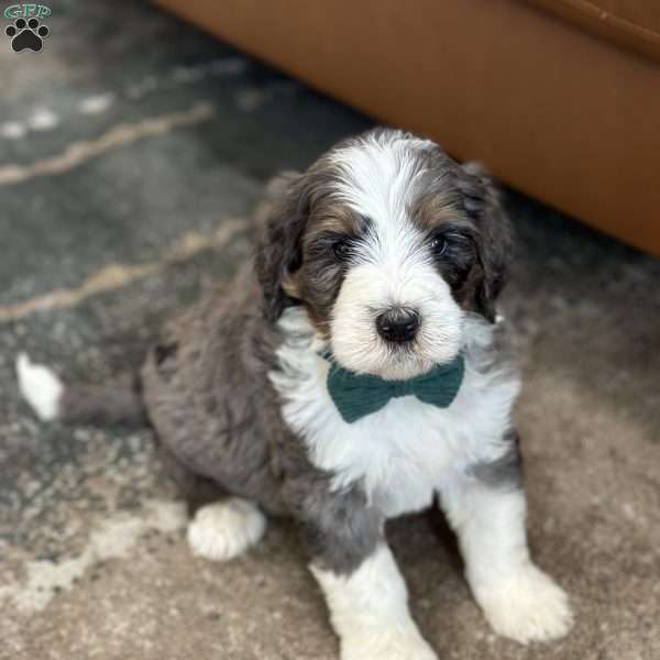 Rabbit, Mini Bernedoodle Puppy