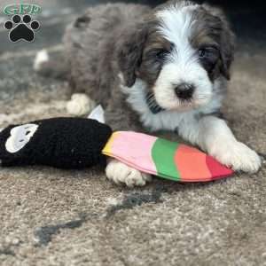 Rabbit, Mini Bernedoodle Puppy