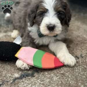 Rabbit, Mini Bernedoodle Puppy