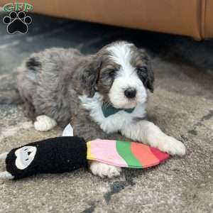 Rabbit, Mini Bernedoodle Puppy