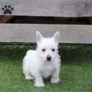 Razer, West Highland Terrier Puppy