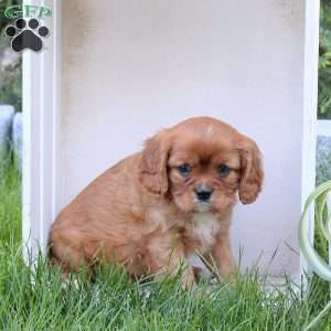Reese, Cavalier King Charles Spaniel Puppy