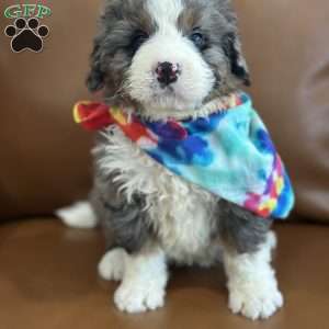 Ron, Mini Bernedoodle Puppy