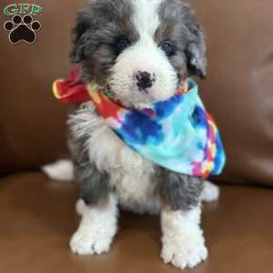 Ron, Mini Bernedoodle Puppy
