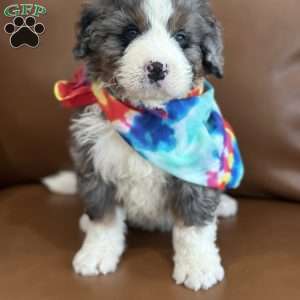Ron, Mini Bernedoodle Puppy