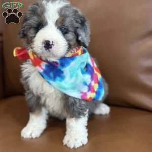 Ron, Mini Bernedoodle Puppy