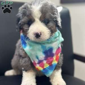 Ron, Mini Bernedoodle Puppy