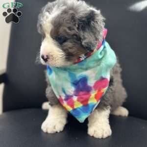 Ron, Mini Bernedoodle Puppy