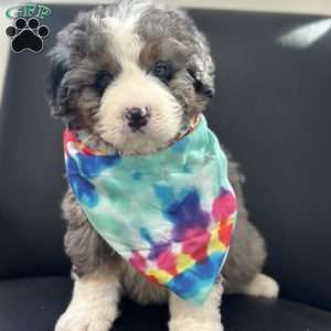 Ron, Mini Bernedoodle Puppy