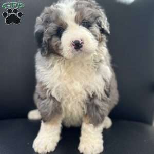 Ron, Mini Bernedoodle Puppy