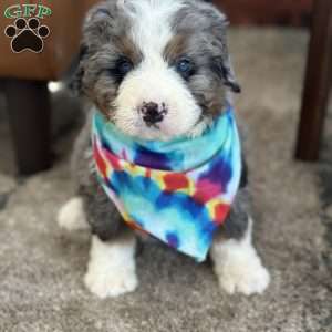 Ron, Mini Bernedoodle Puppy