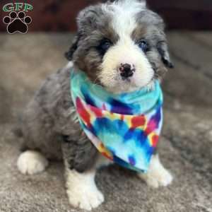 Ron, Mini Bernedoodle Puppy