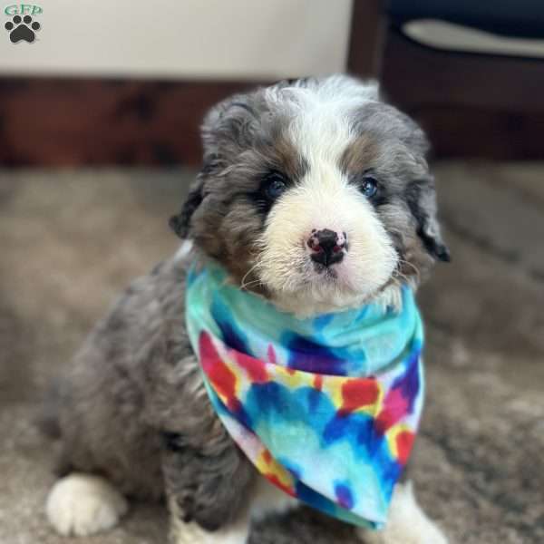 Ron, Mini Bernedoodle Puppy