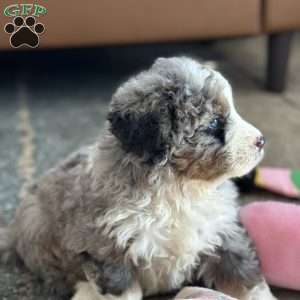 Ron, Mini Bernedoodle Puppy