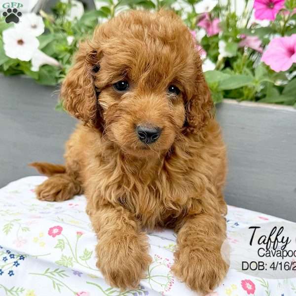 Taffy, Cavapoo Puppy