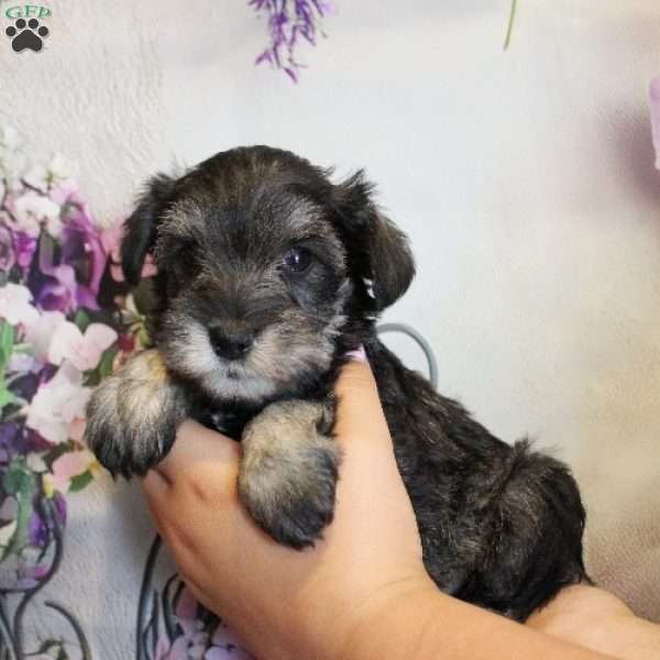 Tatiana, Miniature Schnauzer Puppy