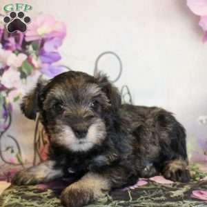 Tatiana, Miniature Schnauzer Puppy