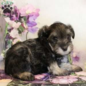 Tatiana, Miniature Schnauzer Puppy