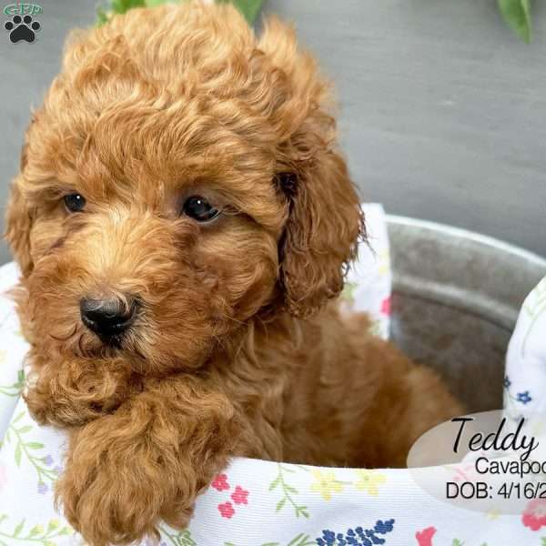 Teddy, Cavapoo Puppy
