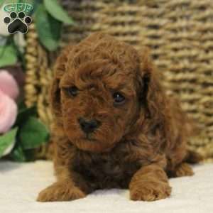 Teddy, Toy Poodle Puppy