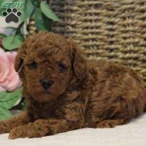 Teddy, Toy Poodle Puppy