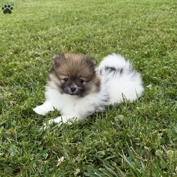 Honey, Pomeranian Puppy