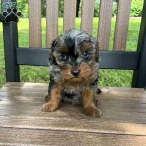 Buddy, Cavapoo Puppy