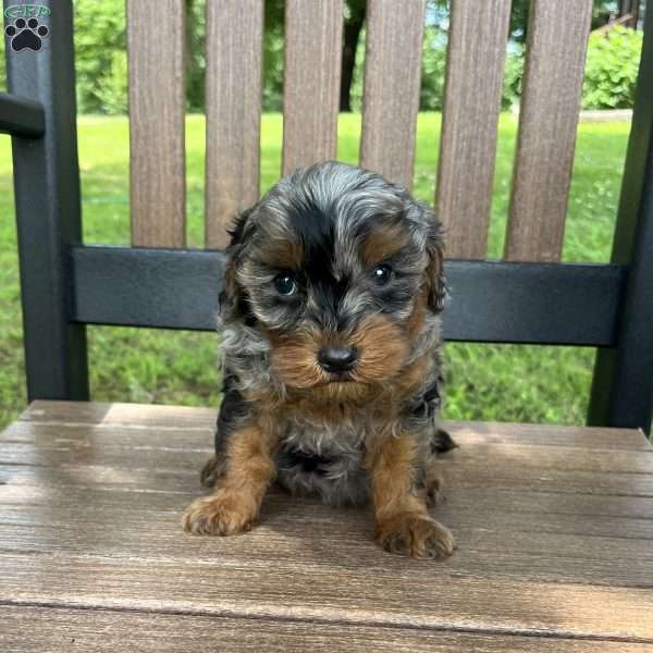 Buddy, Cavapoo Puppy