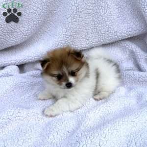 Marlie, Pomeranian Puppy